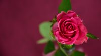 Pink Rose New804482264 200x110 - Pink Rose New - Roses, Rose, Pink